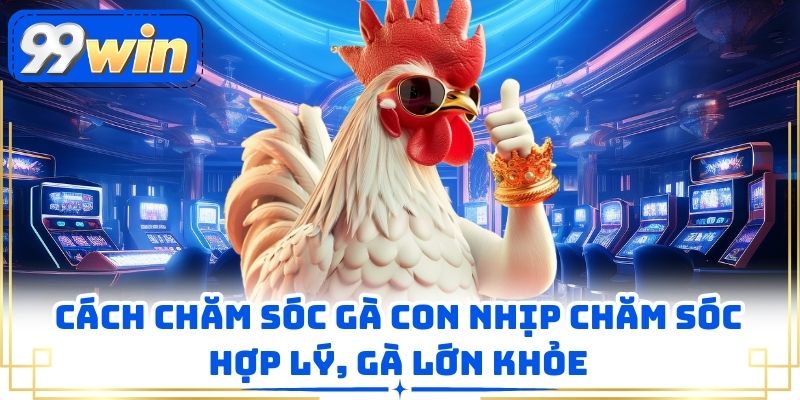 Cách Chăm Sóc Gà Con Nhịp Chăm Sóc Hợp Lý, Gà Lớn Khỏe